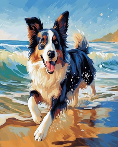 Tier Hund Painting by Numbers Adult,Border Collie spielt am Strand,DIY Hand-Painted Oil Painting Canvas Kits with Brush and Acrylic Paint as Gifts and Home Decoration,40x50cm Without Frame von Wallphantom