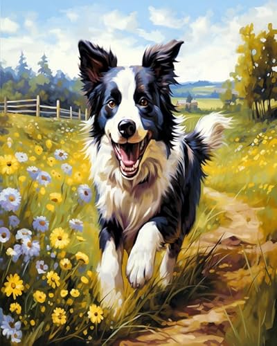 Tier Hund Painting by Numbers for Adults,Border Collie läuft zwischen Blumen,Easy DIY Oil Painting Kit on Canvas with Brushes and Acrylic Pigment,Funny Picture for Beginners,40x50cm Without Frame von Wallphantom