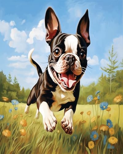 Tier Hund Painting by Numbers for Adults,Boston Terrier Hund zwischen Blumen,Easy DIY Oil Painting Kit on Canvas with Brushes and Acrylic Pigment,Funny Picture for Beginners,40x50cm Without Frame von Wallphantom