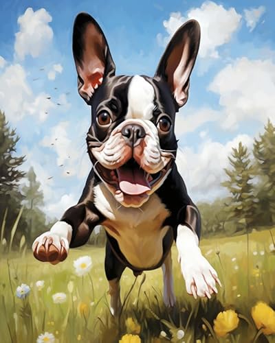 Tier Hund malen nach zahlen set für anfänger,Boston Terrier Hund zwischen Blumen,DIY Handgemalt Ölgemälde Leinwand Kits für Geschenke,Weihnachts-/Geburtstag geschenke,40x50cm Without Frame von Wallphantom