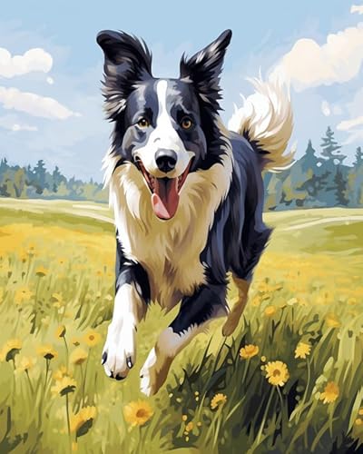 Wallphantom Tier Hund Malen Nach Zahlen Erwachsene,Border Collie läuft zwischen Blumen,DIY Handgemalt Ölgemälde Leinwand Kits,Malen nach Zahlen für Geschenke,Home Deko,40x50cm Without Frame von Wallphantom