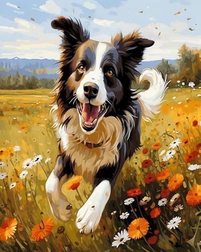 Wallphantom Tier Hund Malen nach Zahlen für Erwachsene,Anfänger,Border Collie läuft zwischen Blumen,digitales Malen,Malen-nach-Zahlen-Set auf Leinwand,Geschenke,Home Deko,40x50cm Without Frame von Wallphantom