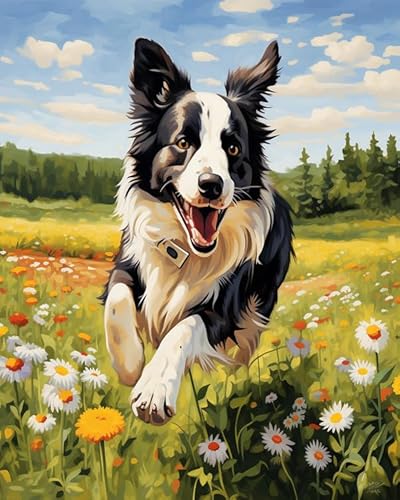 Wallphantom Tier Hund malen nach zahlen anfänger erwachsene,Border Collie läuft zwischen Blumen,Paint by Numbers,Handgemalt Ölgemälde Leinwand Bastelset für Geschenk,40x50cm Without Frame von Wallphantom