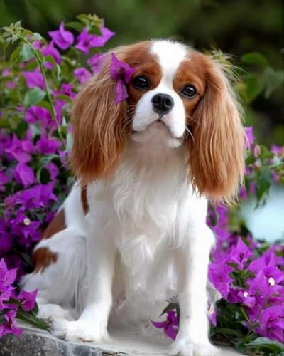 Weiniuniu 5D DIY Diamond Painting Kit Cavalier King Charles Spaniel Kristall-Strasssteinen Bilder Set Diamond Arts Craft Malerei Erwachsene Home Wanddekoration 40x50 cm von Weiniuniu