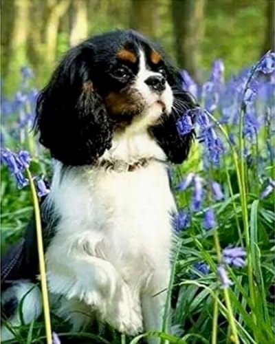 Weiniuniu 5D DIY Diamond Painting Kit Cavalier King Charles Spaniel Kristall-Strasssteinen Bilder Set Diamond Arts Craft Malerei Erwachsene Home Wanddekoration 40x50 cm von Weiniuniu