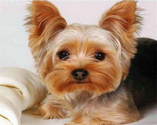 Weiniuniu Kreuzstich Stickpackung Yorkshire Terrier DIY Stickvorlagen Stickbilder 11CT Vorgedruckt Kreuzstich Set für Anfänger Home Decor 40x50 cm von Weiniuniu