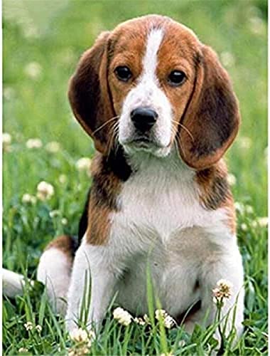 Wingkin Kreuzstich Stickpackungen Hund Beagle-Jagdhund 11CT Erwachsene Sticken Set,DIY Stickbilder Vorgedruckt Kreuzstich für Anfänger Home Decor （40x50cm ） von Wingkin