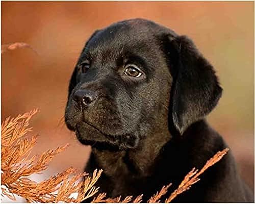 Wingkin Kreuzstich Stickpackungen Schwarzes Labrador-Hundetier 11CT Erwachsene Sticken Set,DIY Stickbilder Vorgedruckt Kreuzstich für Anfänger Home Decor （40x50cm ） von Wingkin