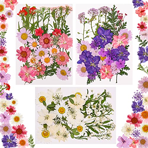 Winkwinky 105 Stück Getrocknete Blumen, Echte Natürliche Getrocknete Gepresste Blumen Deko Getrocknete Blätter Set Mehrfarbige Trockenblumen Klein Für Epoxidharz Kerze Scrapbooking Handwerk DIY von Winkwinky