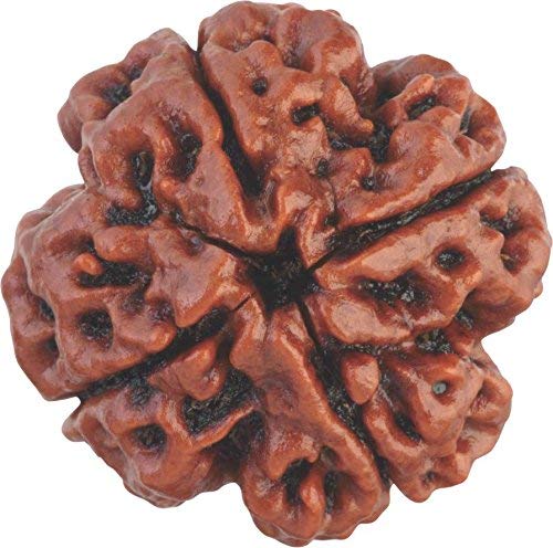 Wonder Care – Original indonesische Rudraksha mit zehn Gesichtern, 9 Mukhi Rudraksha-Perlen, natürliche Rudra, religiöse Rosenkranzperle von Wonder Care