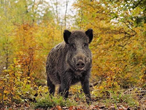 XCSQTYMY Diamant-Malerei-Set zum Selbermachen für Erwachsene, Wildschwein, 5D-Vollbohrer, Diamant-Malerei-Set, Stickerei, Kunst, Heimdekoration von XCSQTYMY