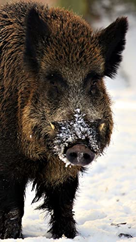 XCSQTYMY Diamant-Malerei-Set zum Selbermachen für Erwachsene, Wildschwein, 5D-Vollbohrer, Diamant-Malerei-Set, Stickerei, Kunst, Heimdekoration von XCSQTYMY