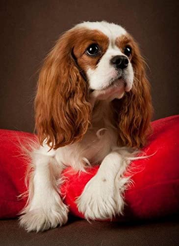 XCSQTYMY Diamond Painting Kits Cavalier King Charles Spaniel DIY 5D quadratische Vollbohrkunst perfekt für Entspannung und Wanddekoration zu Hause von XCSQTYMY