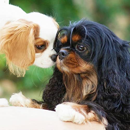 Diamond Painting Kits Cavalier King Charles Spaniel DIY 5D Square Full Drill Art Perfekt für Entspannung und Home Wall Decor von XCSQTYMY