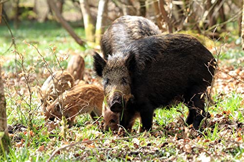 Malen nach Zahlen, Wildschwein-Leinwand, DIY-Ölgemälde für Kinder, Erwachsene, Anfänger, mit Pinsel und Acrylfarben von XCSQTYMY