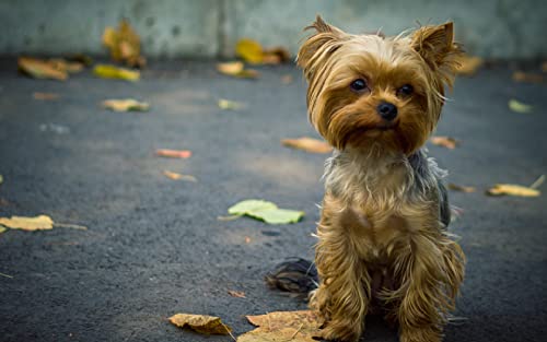 Ölgemälde zum Selbermachen, Malen nach Zahlen, digitales Ölgemälde, Yorkshire Terrier, Hund, 40,6 x 50,8 cm von XCSQTYMY