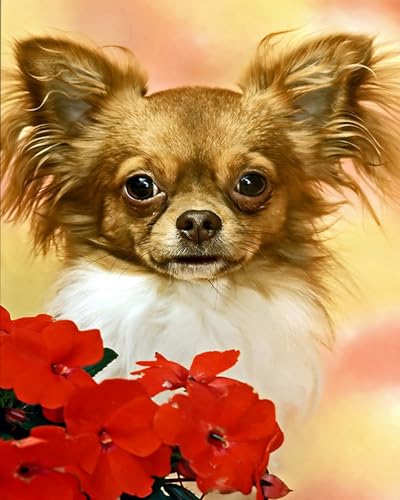 XIAOYOUQIAN Malen Nach Zahlen Erwachsene, Diy Bastelset Handgemalt Ölgemälde Kit Mit 3 , Pinseln Und Acrylfarbe Leinwand Kit , Geschenkideen,40X50 Cm ,Chihuahua Hund Süßes Haustier Tier,Mit Rahmen XIAOYOUQIAN Malen Nach Zahlen Erwachsene, Diy Bastelset Handgemalt Ölgemälde Kit Mit 3 , Pinseln Und Acrylfarbe Leinwand Kit , Geschenkideen,40X50 Cm ,Chihuahua Hund Süßes Haustier Tier,Mit Rahmen von XIAOYOUQIAN