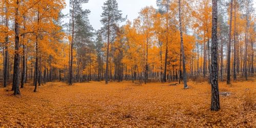 Malen Nach Zahlen Herbst Malen Nach Zahlen Erwachsene Landschaft DIY mit Rahmen Ölgemälde Set Malen Basteln, mit Pinseln Acrylfarben Kreativ Set für Erwachsene,Home Wand Dekor Geschenk 50x100cm E-1063 von Xieazgsn