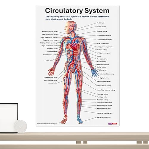 Xistuoz Poster "Muscular System Anatomical Poster", 16 x Poster, pädagogische, wissenschaftliche anatomische Diagramme für Studium, Unterricht Xistuoz Poster "Muscular System Anatomical Poster", 16 x Poster, pädagogische, wissenschaftliche anatomische Diagramme für Studium, Unterricht von Xistuoz