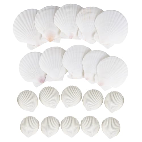 YHNDECO Muscheln Natürliche Muschelschalen Jakobsmuscheln, Deko Muscheln Muscheln zum Basteln, DIY Kreative Muschelschalen Malset als Vasenfüller für Aquarien von YHNDECO