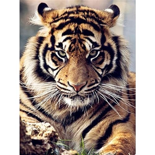 YIYUE 5D Diamond Painting Kits Bilder für Erwachsene, Tiger DIY Diamant Malerei Painting Bilder Set, Diamond Art Full Runder Malen Nach Zahlen Erwachsene Set (35x45cm), Nr. 5 von YIYUE