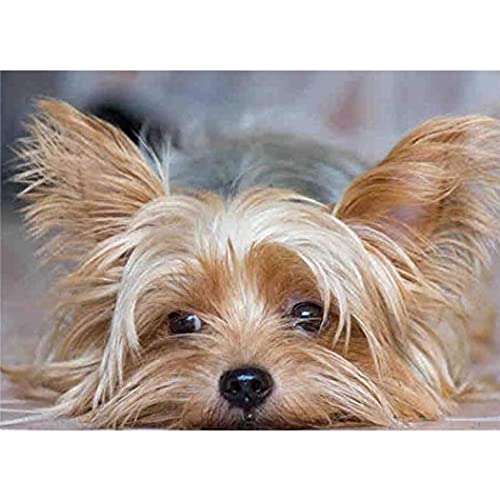 YSCOLOR Diamant Painting 5D Diamant Malerei Kits Für Erwachsene Und Kinder Yorkshire Terrier Tier Full Drill Round Diamond Art 30x40cm von YSCOLOR