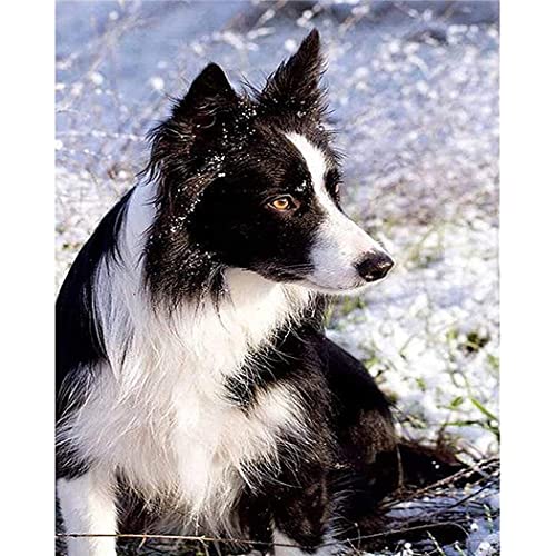 YSCOLOR Diamant Painting 5D Diamant Malerei Kits Full Drill Diamond Art Kits Malen Nach Zahlen Kits Geschenk Entspannen Sie Sich Border Collie Im Schnee 30x40cm von YSCOLOR