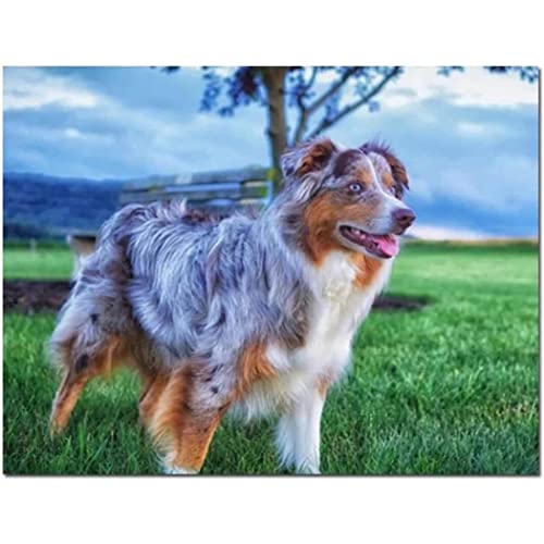 YSCOLOR Diamant Painting 5D Diy Diamant Malerei By Numbers Für Erwachsene Australian Shepherd Dog Kits Für Erwachsene Kinder Diy Full Drill Pictures Art Crafts 30x40cm von YSCOLOR