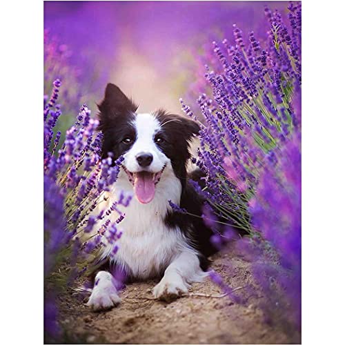 YSCOLOR Diamant Painting Diamant Malerei Border Collie Dog Diy Round Diamond Adult Stickerei Art Kids Mosaik Painting Home Decor Gift Z424 30x40cm von YSCOLOR