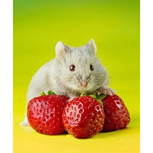 YSCOLOR Diamant Painting Diamant Malerei Hamster Straberry By Numbers Kits Diy 5D Diamond Art Full Drill Strasssteine 30x40cm von YSCOLOR