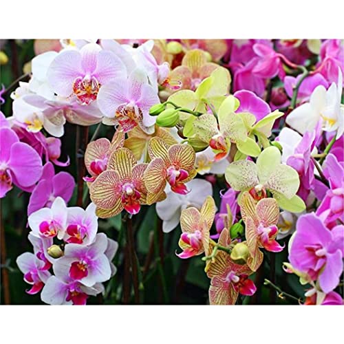 YSCOLOR Diamant Painting Diamant Malerei Kits Full Drill Orchidee Blume 5D Strass Diy Diamant Stickerei 30x40cm von YSCOLOR