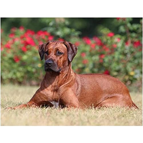 YSCOLOR Diamant Painting Diy 5D Diamond Art Kits Für Anfänger Vollrundbohrer Rhodesian Ridgeback Diamant Malerei Diamantstickerei 30x40cm von YSCOLOR