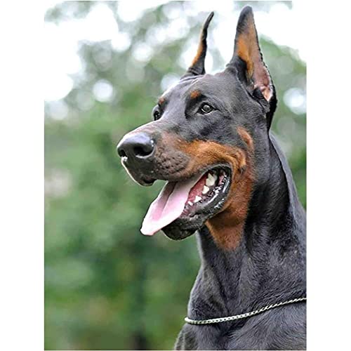 YSCOLOR Diamant Painting Diy Diamant Malerei Dobermann Dog Round Diamond Adult Stickerei Art By Number Painting Craft Kit Home Decor 30x40cm von YSCOLOR