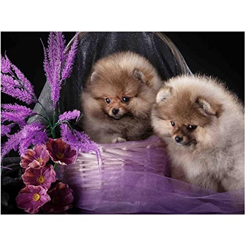 YSCOLOR Diamant Painting Diy Diamant Malerei Pomeranian Dog Diamond Dot Painting Set Diamond Mosaic Full Round Diamond Crafts 30x40cm von YSCOLOR