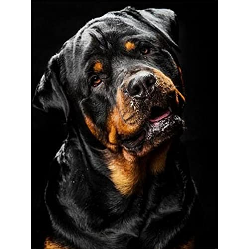 YSCOLOR Diamond Painting Diamantmalerei Rottweiler Hund komplett rund Diamant Stickerei Haustier Kreuzstich Nähen Diamant Mosaik Strass Wohnkultur 30 x 40 cm von YSCOLOR