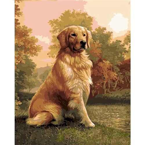 Yoonqun Malen Nach Zahlen Erwachsene,Goldener Retriever DIY Ölgemälde auf Leinwand Erwachsene Kinder Ölgemälde Kit mit Pinseln und Acrylfarbe für Home Décor (mit Rahmen) 40x50cm von Yoonqun