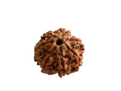 7 Mukhi Nepali Authentische Rudraksha Perle Rudraksha mit sieben tiefen Rillen ohne Farbe, Wachs und chemische Behandlung. Rudraksha-Perle für Yoga, Meditation, Gebet und Stressheilung von Z ZILLION CRAFT