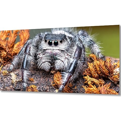 ZGmaxCL DIY 5D Diamond Painting Set Puzzles Stickerei Strass Diamant Malerei Erwachsene Kinder Groß Spinne und Blätter Room Wanddekoration 80x40cm von ZGmaxCL