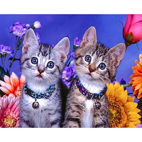 ZHXXFD Diamant Painting Bilder Katze 30X40Cm Daimon Painting 5D Diamant Painting Full Groß Bunt Tiere DIY Set Crystal Card Kit Stickerei Bilder Zum Kleben Mit Steinen Art(493) von ZHXXFD