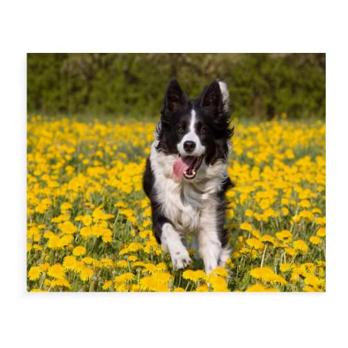 ZHXXFD Diamant Painting Bilder Tiere Hunde,Diamond Painting Border Collie 40X50 5D Diamant Malerei Set Für Erwachsene,Diamant Kreuzstich Stickerei Mosaik Kits,B2 von ZHXXFD