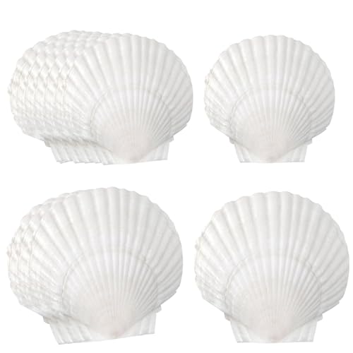 ZIGefofo Muscheln Deko Weiße Jakobsmuscheln 12 Stück Natürliches Muschelschalen 8-12cm Jakobsmuschel Große Muschel für Küche Hochzeit Dekoration DIY Handwerk Muschel Windspiel Malerei Kunst von ZIGefofo