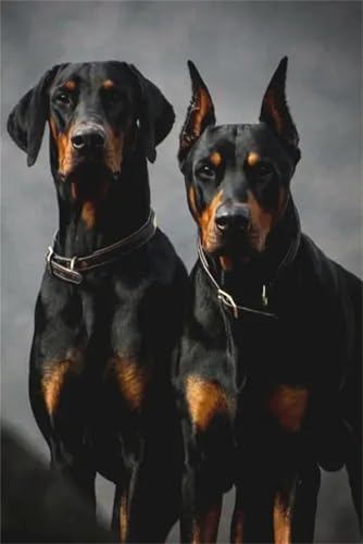 ZLCHYJ DIY Diamant Painting Bilder, 5D Diamond Painting Set, Dobermann-Pinscher-Hunde Vollbohrer Diamond Art Painting Kits,Diamant Malerei Bilder Nach Zahlen,für Wand Art Dekor(round Drill) 25x30cm von ZLCHYJ