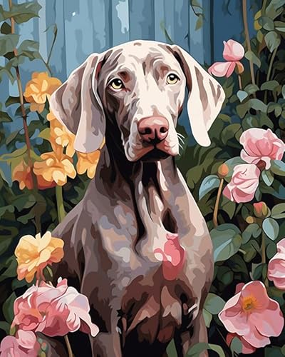 DIY Malen nach Zahlen Kits für Erwachsene,Weimaraner Hund im Garten,Malen nach Zahlen Kits auf Leinwand für Home Decor Geschenke,40x50cm von ZLYHAL