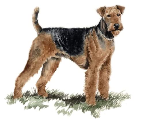 DIY Malen nach Zahlen für Erwachsene Airedale Terrier Hundetier DIY Ölgemälde von Numbers Kit Craft DIY Farbe auf Leinwand rahmenlose Landschaft von ZMHZMY