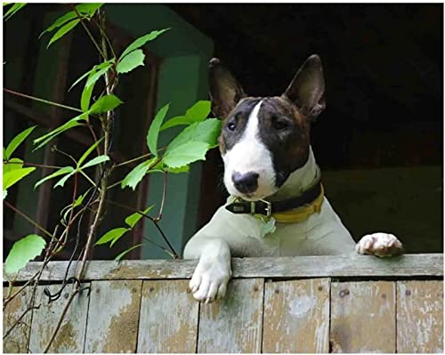 Malen Nach Zahlen Erwachsene Kinder Anfänger Bullterrier-Hundetier DIY Handgemalt Ölgemälde auf Leinwand Kit für Home Deko Geburtstag Weihnachten Geschenk Mit Farbe und Pinsel von ZMHZMY