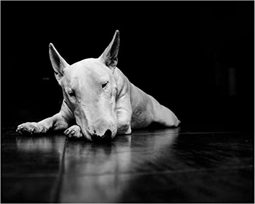 Malen nach Zahlen Erwachsene, Bullterrier-Hundetier 40 x 50cm DIY Handgemalt Ölgemälde Kits auf Leinwand Geschenk für Weihnachten Geburtstag, Home Haus Deko von ZMHZMY