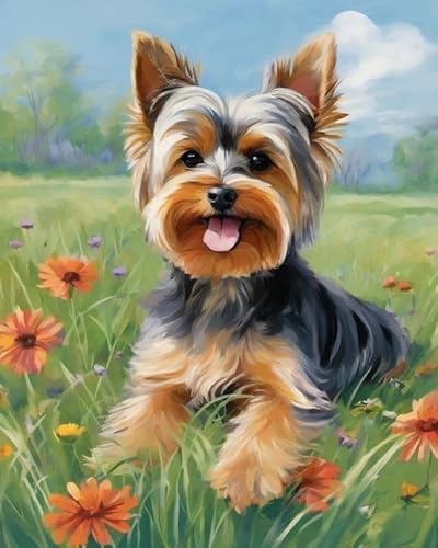 Malen nach Zahlen Erwachsene, Yorkshire-Terrier-Blumenwiese 40 x 50cm DIY Handgemalt Ölgemälde Kits auf Leinwand Geschenk für Weihnachten Geburtstag, Home Haus Deko von ZMHZMY