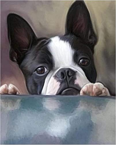 Malen nach Zahlen Erwachsene - Boston Terrier Hundetier - DIY Malen Nach Zahlen-Vorgedruckt Leinwand-Ölgemälde Geschenk für Erwachsene Kinder Kits Home Haus Dekor 40 * 50 cm von ZMHZMY