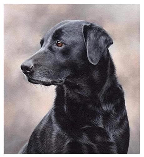 Malen nach Zahlen Erwachsene auf Leinwand Schwarzes Labrador-Hundetier DIY Digitale Ölgemälde Bilder Malerei Paint by Numbers Kunsthandwerk Anfänger Kinder für Haus Wand Decor von ZMHZMY