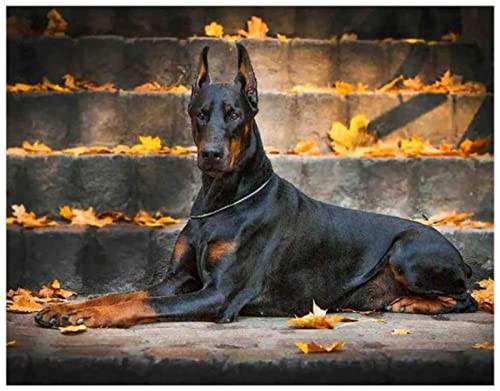 Malen nach Zahlen Kit für Erwachsene Kinder Anfängeri Dobermann Pinscher Hundetier Moderne Kunst Malerei einzigartiges Geschenk Home Decoration Malerei von ZMHZMY